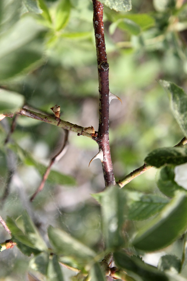 Image of Rosa achburensis specimen.