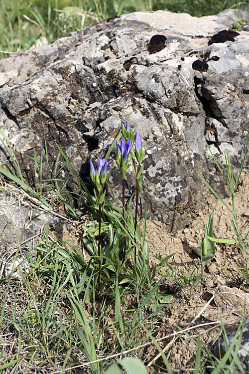 Image of Gentiana olivieri specimen.