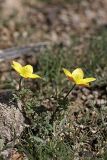 Anemone gortschakowii. Цветущие растения. Южный Казахстан, горы Каракус. 03.04.2012.