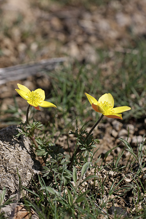 Image of Anemone gortschakowii specimen.