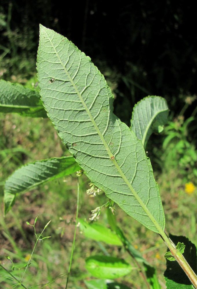 Image of Salix myrsinifolia specimen.