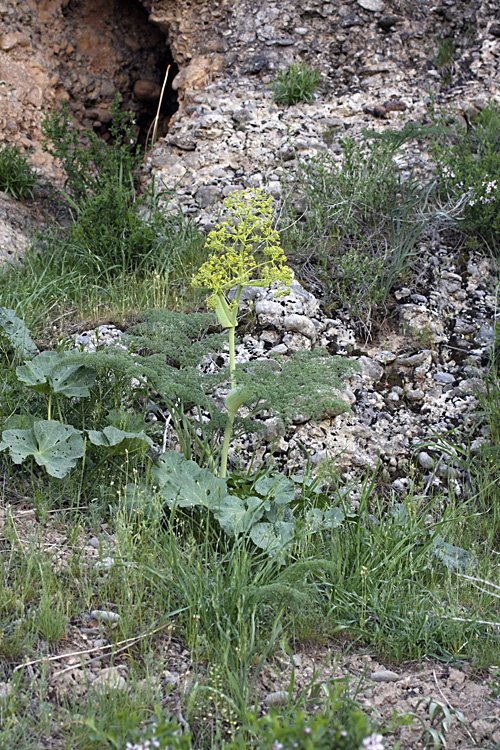 Изображение особи Ferula tenuisecta.