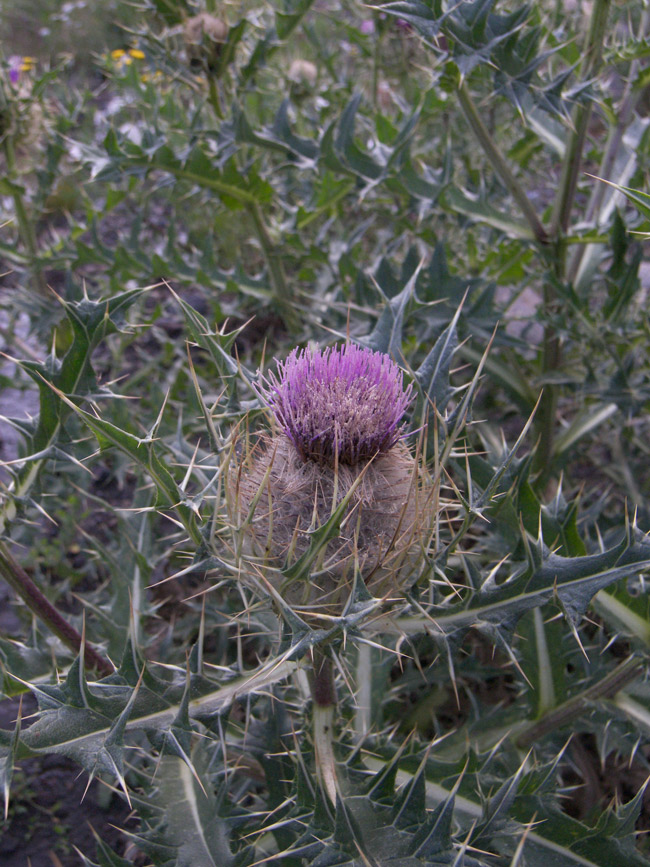 Image of Cirsium pugnax specimen.