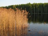 Phragmites australis. Сухие прошлогодние растения на берегу искусственного водоёма. Подмосковье, окр. г. Кубинка. 03.05.2008.