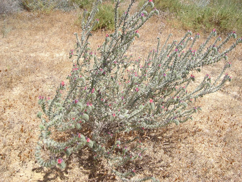 Image of Echium angustifolium specimen.