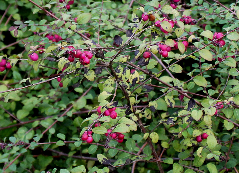 Image of Symphoricarpos &times; chenaultii specimen.