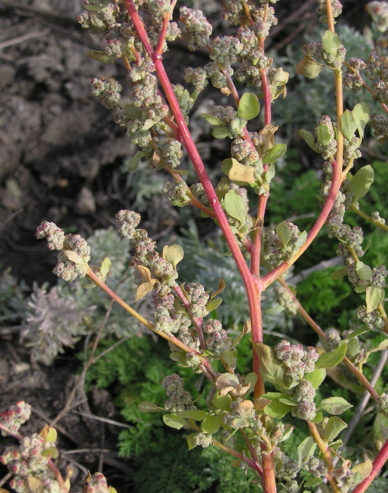 Изображение особи род Chenopodium.