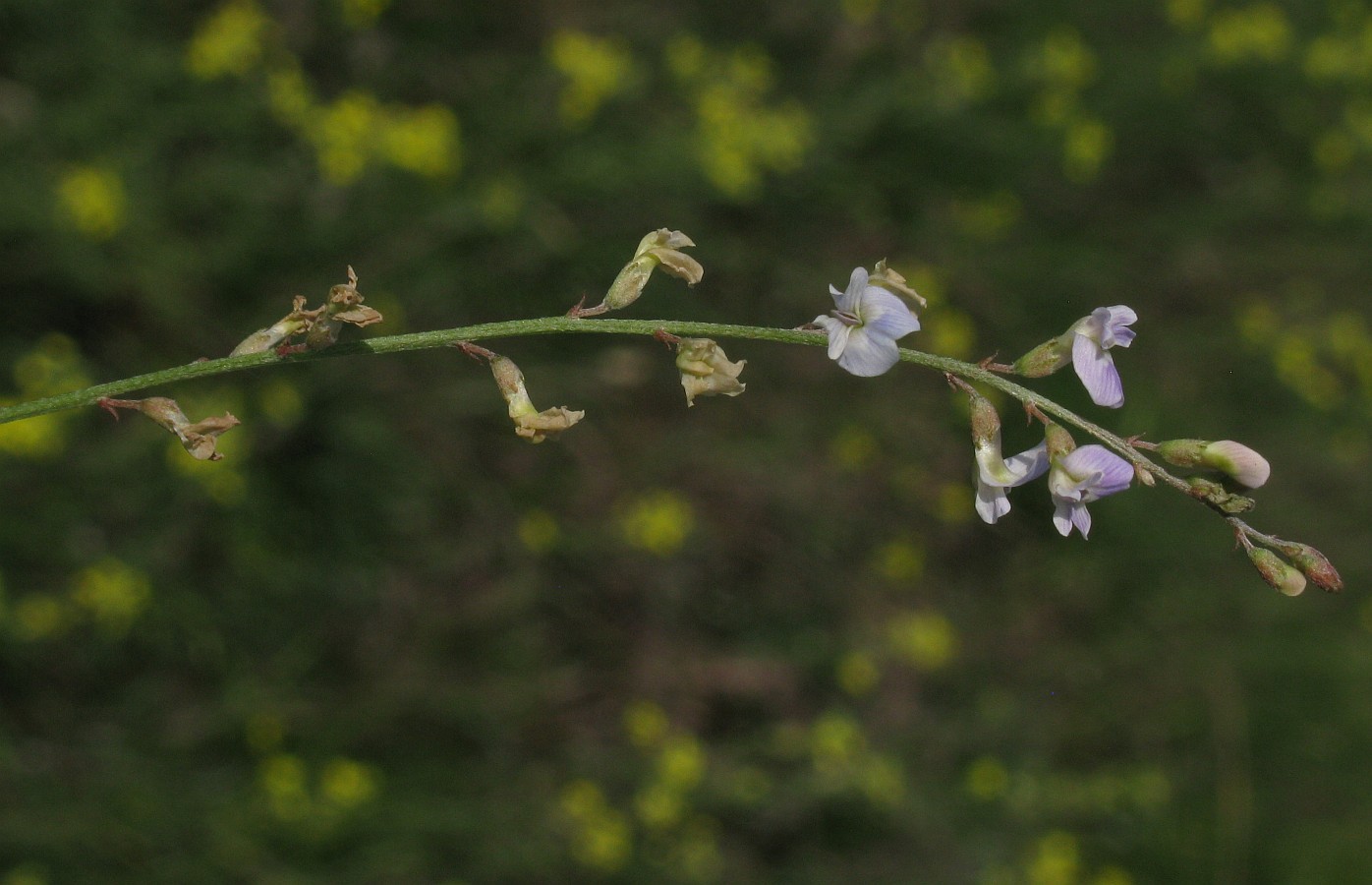 Изображение особи Astragalus austriacus.