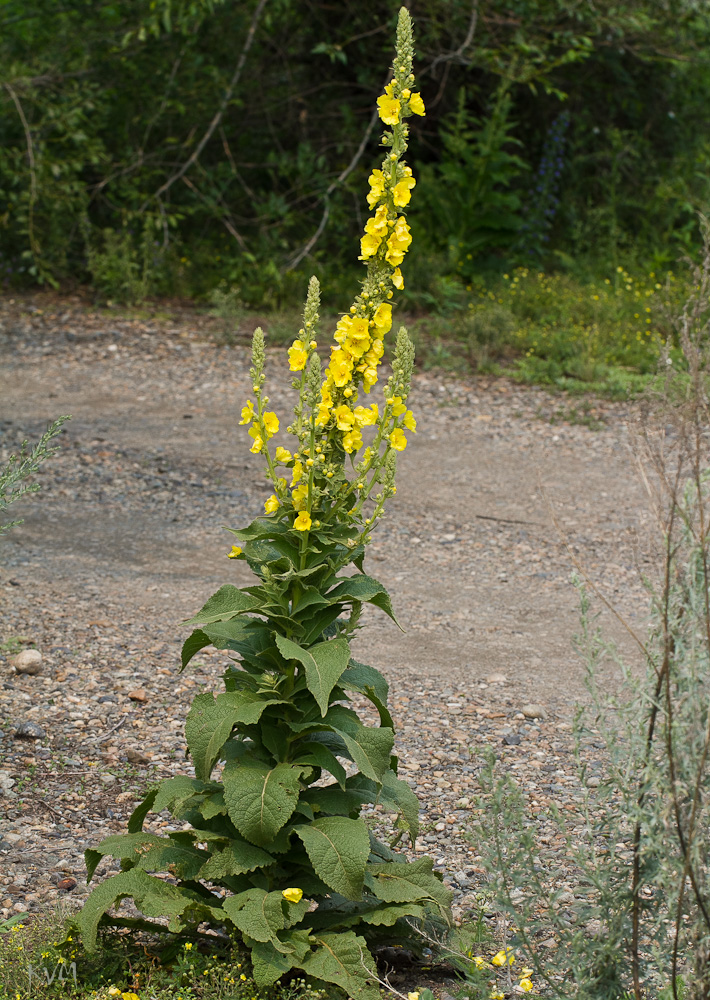 Image of Verbascum lychnitis specimen.