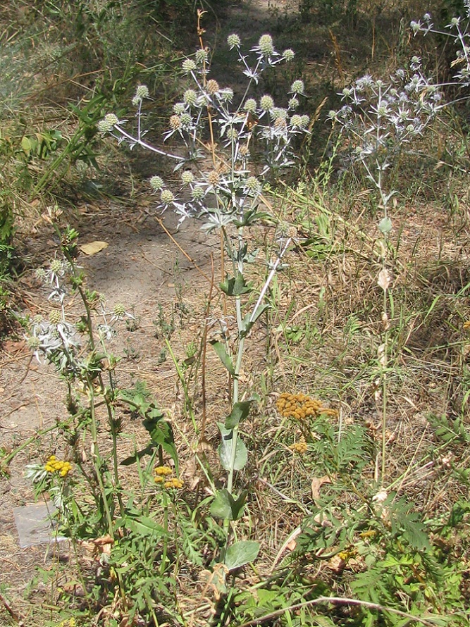 Image of Eryngium planum specimen.