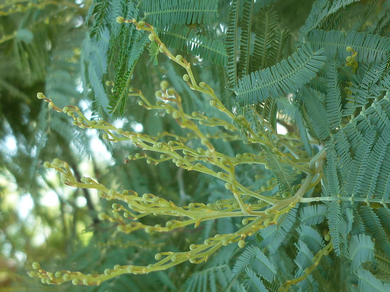 Изображение особи Acacia dealbata.