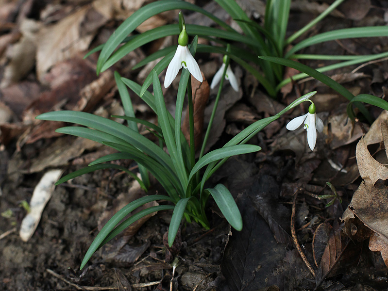 Image of Galanthus rizehensis specimen.