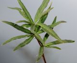 Berberis разновидность lanceifolium