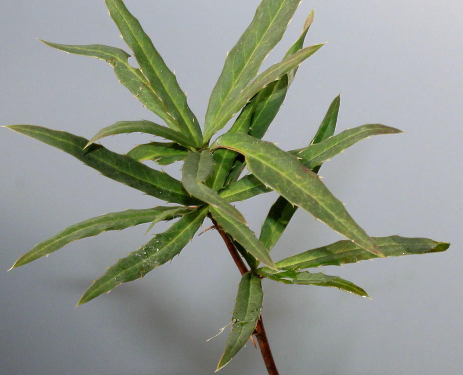 Image of Berberis gagnepainii var. lanceifolium specimen.