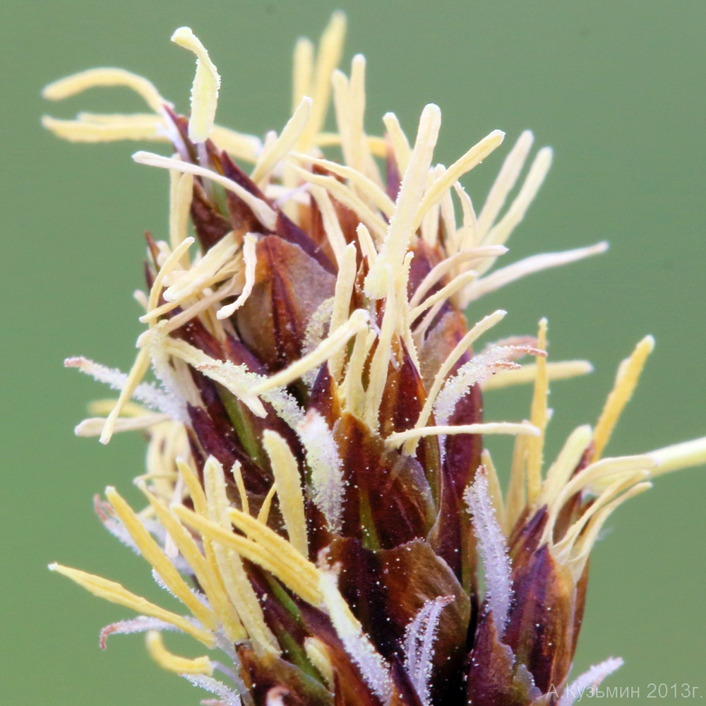 Image of Carex stenophylla specimen.