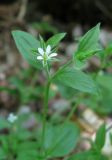 Moehringia trinervia. Верхушка цветущего растения. Крым, окр. Соколиного, Большой Каньон, буковый лес, у реки. 3 мая 2013 г.