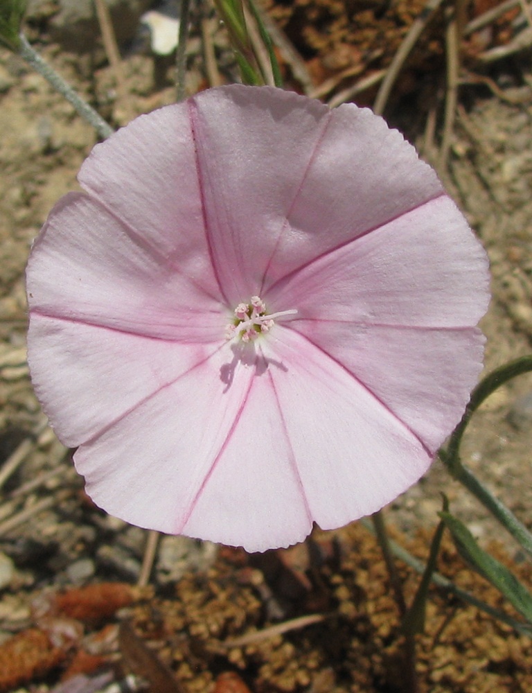 Изображение особи Convolvulus cantabrica.