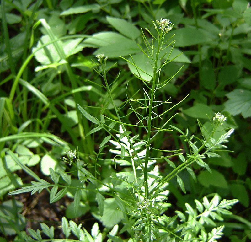 Изображение особи Cardamine impatiens.