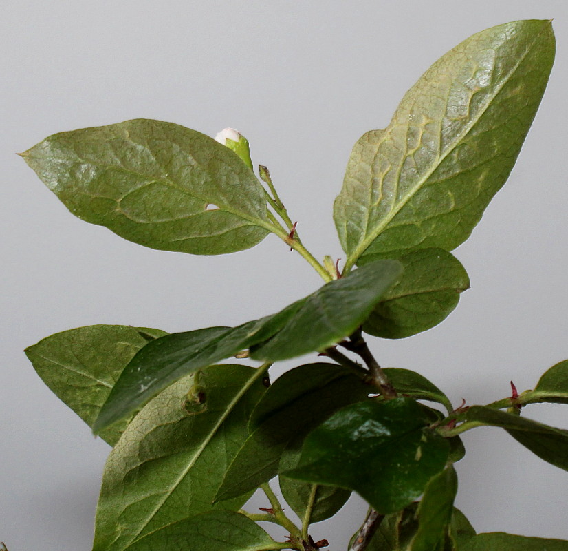 Image of genus Cotoneaster specimen.