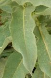 Verbascum phlomoides. Лист. Крым, г. Судак, территория генуэзской крепости. Июнь 2013 г.