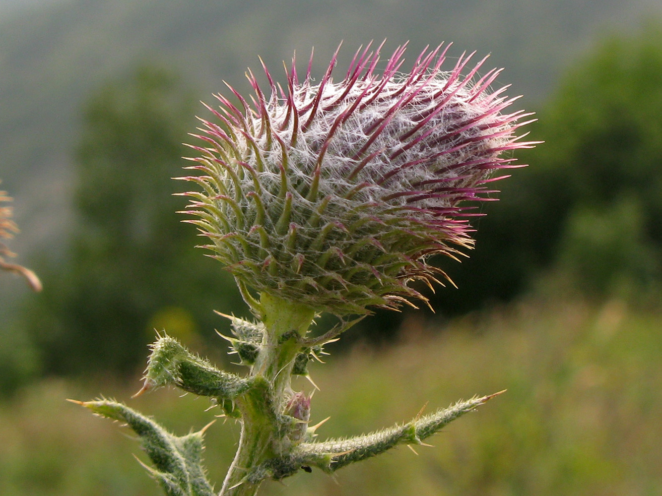 Image of Cirsium euxinum specimen.