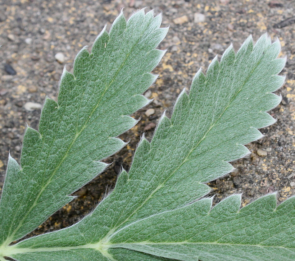 Image of genus Potentilla specimen.