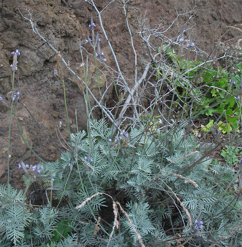 Изображение особи Lavandula buchii.