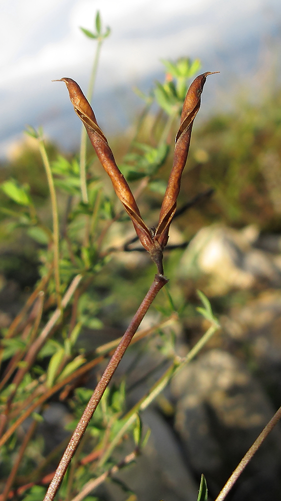 Image of Lotus tenuis specimen.