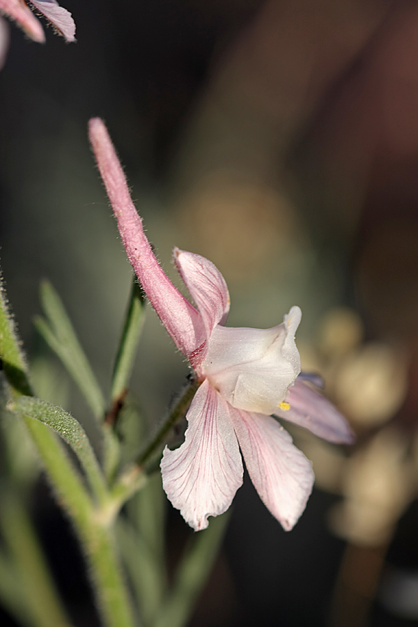 Изображение особи Delphinium camptocarpum.