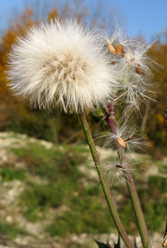 Image of genus Sonchus specimen.