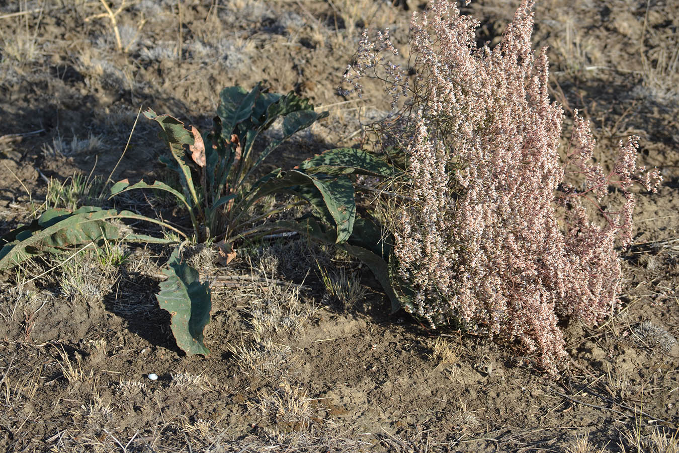 Image of genus Limonium specimen.