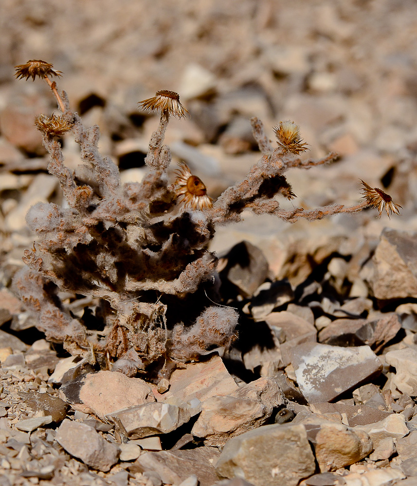 Image of Pulicaria incisa specimen.