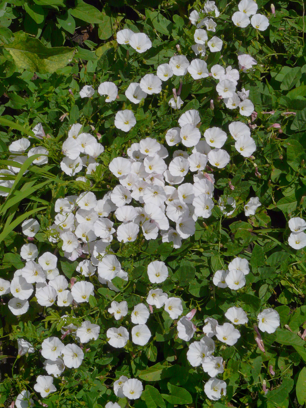 Image of Convolvulus arvensis specimen.