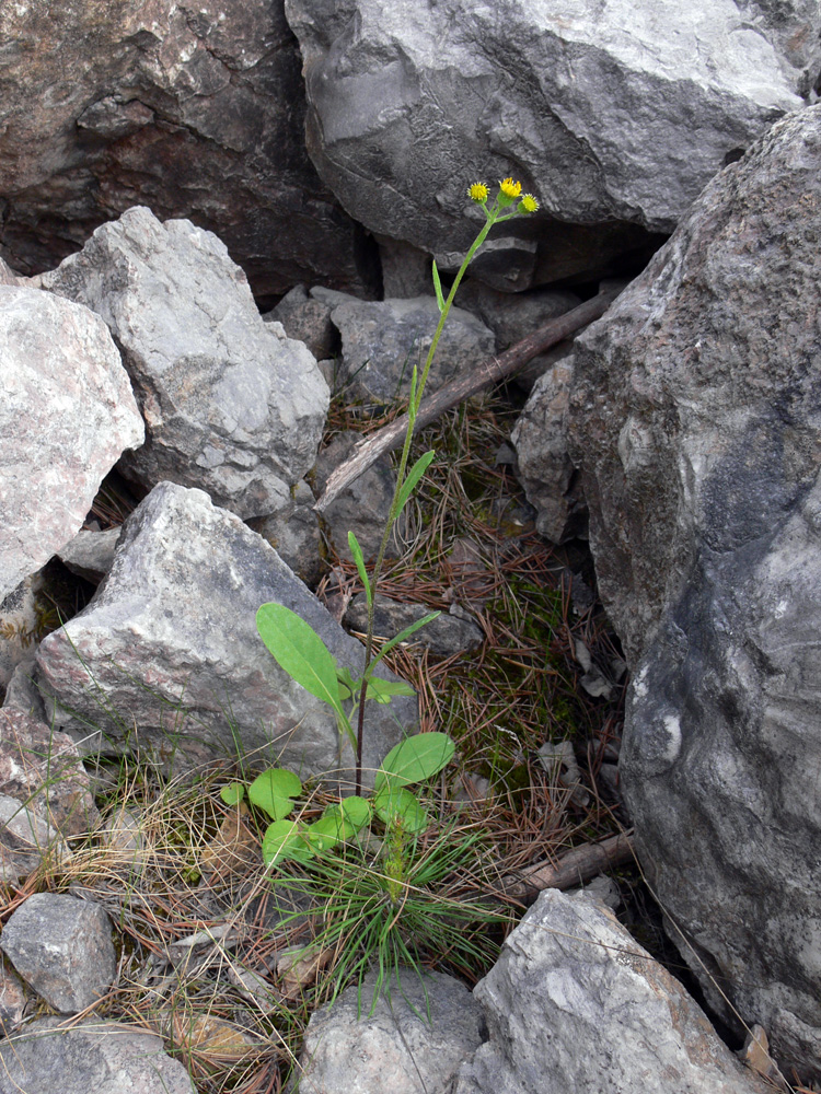 Изображение особи Tephroseris integrifolia.