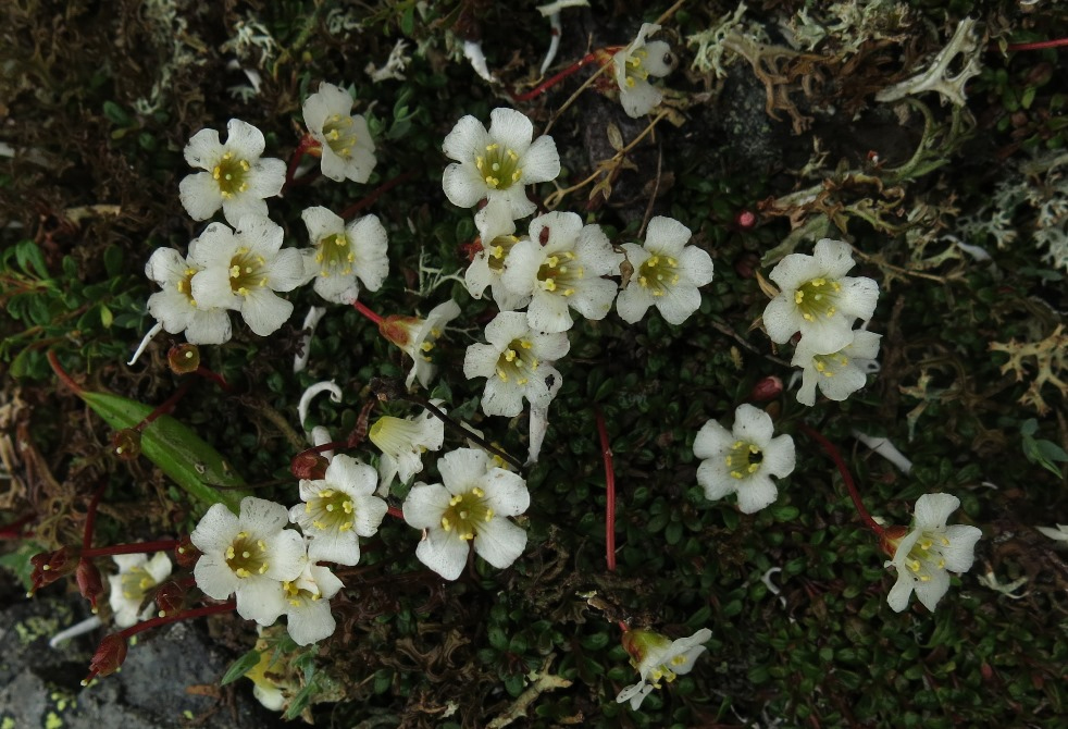 Image of Diapensia obovata specimen.