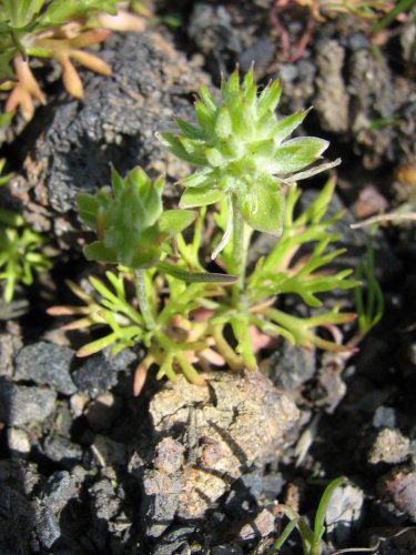 Image of Ceratocephala orthoceras specimen.