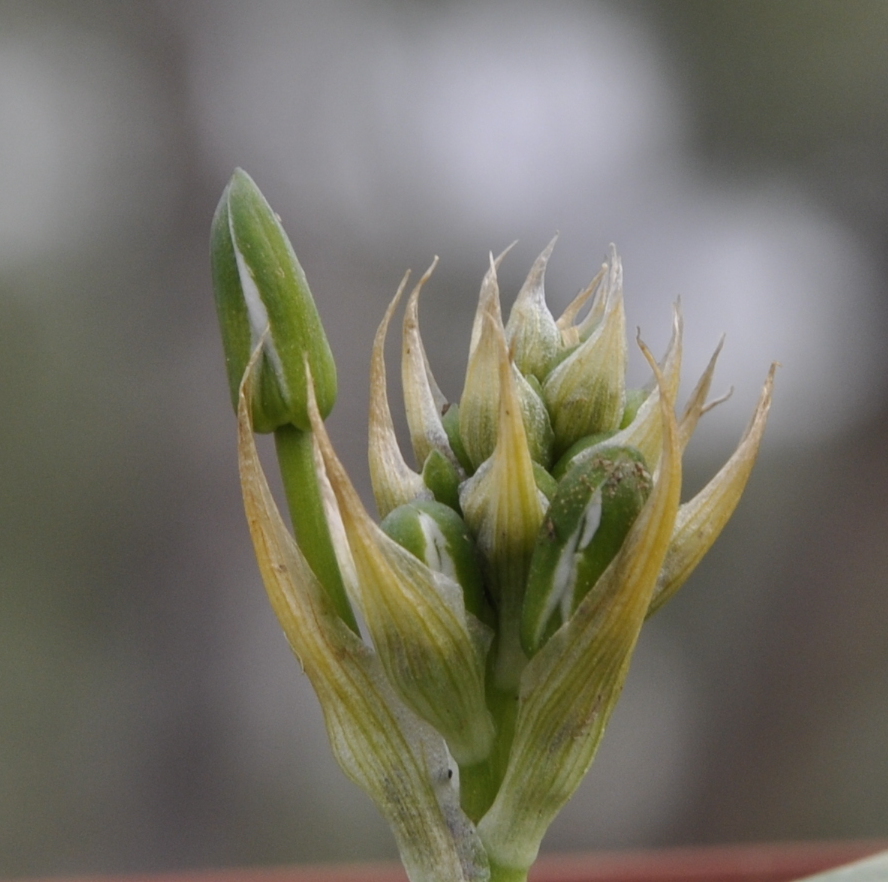 Image of Ornithogalum montanum specimen.