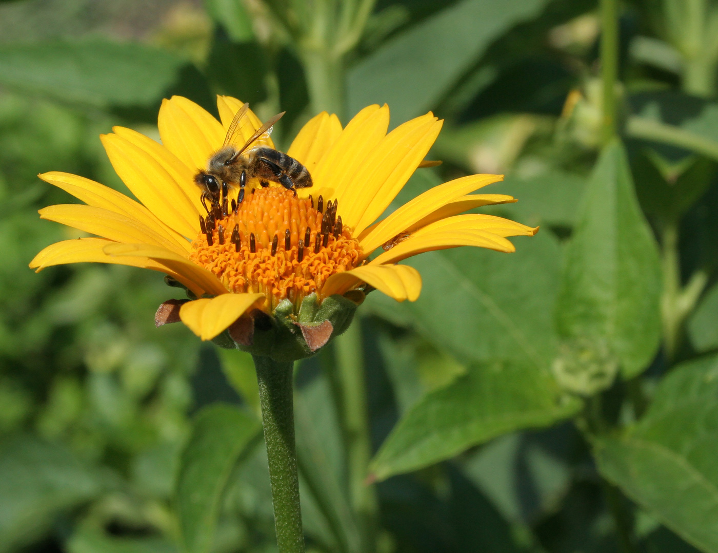 Image of Heliopsis helianthoides ssp. scabra specimen.