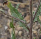 Picris pauciflora