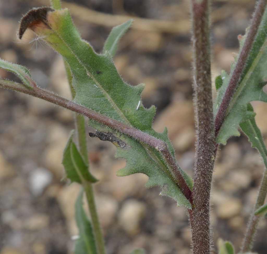 Image of Picris pauciflora specimen.