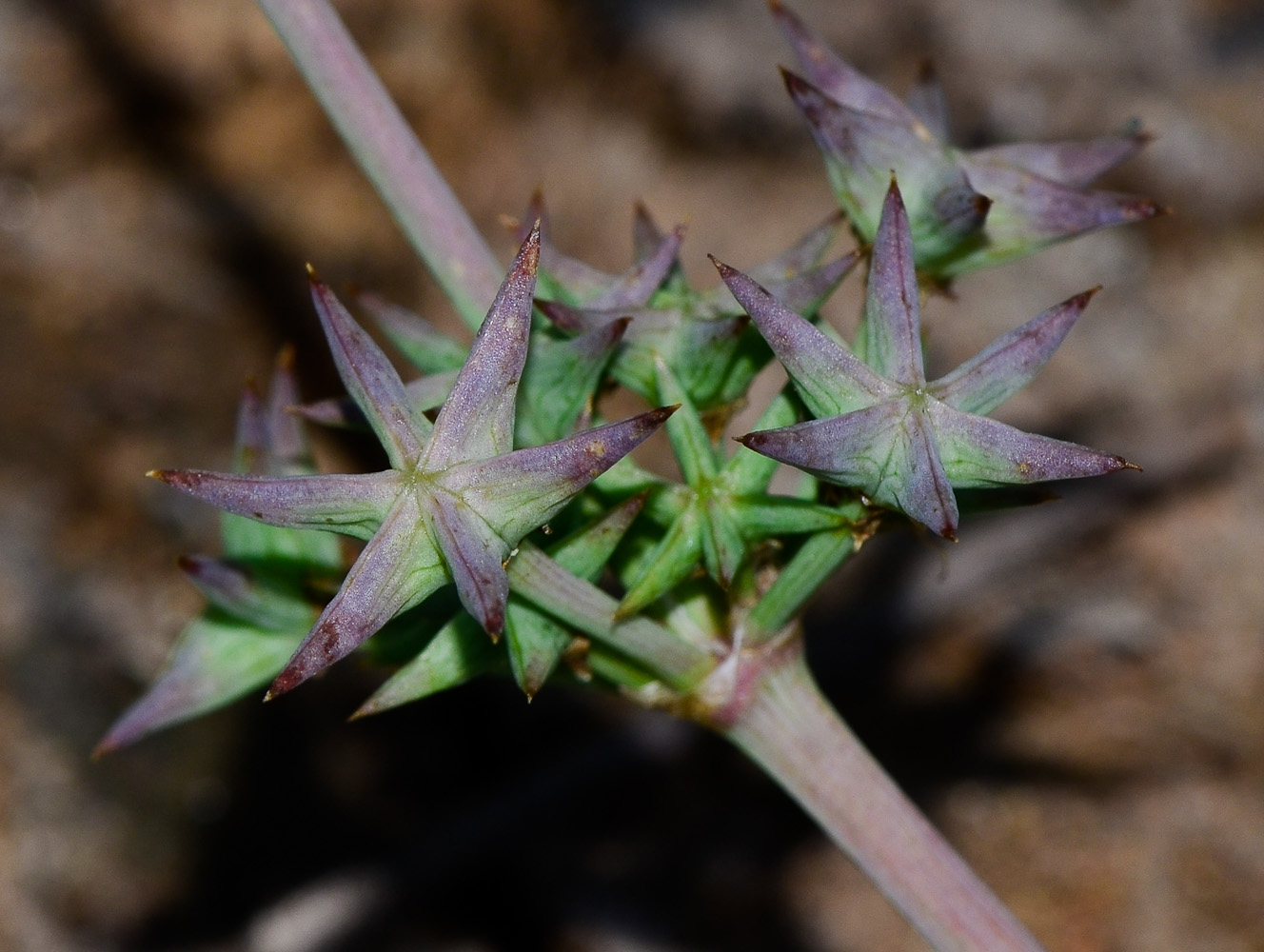 Image of Damasonium alisma specimen.