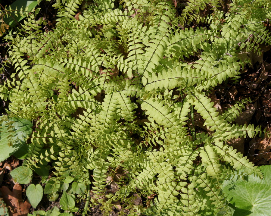 Image of Adiantum pedatum specimen.