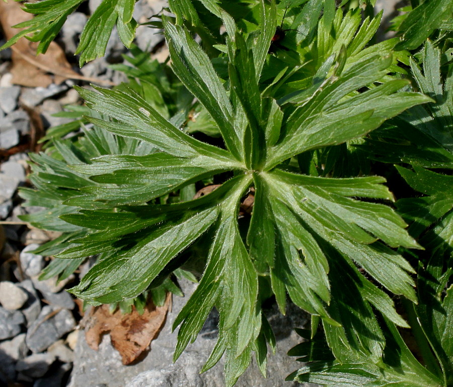 Image of genus Anemonastrum specimen.