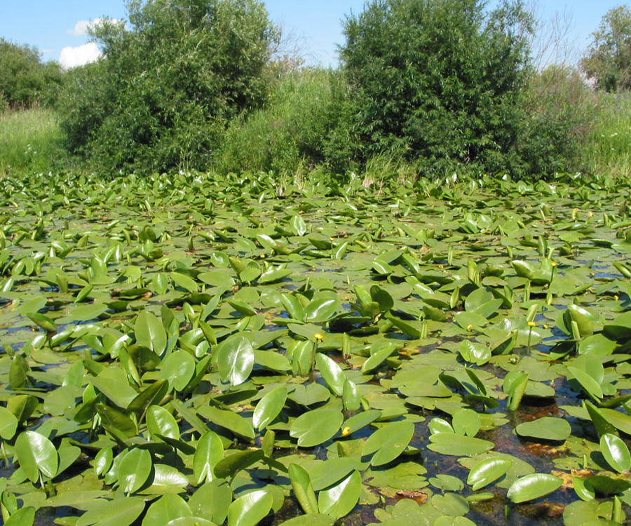 Изображение особи Nuphar lutea.