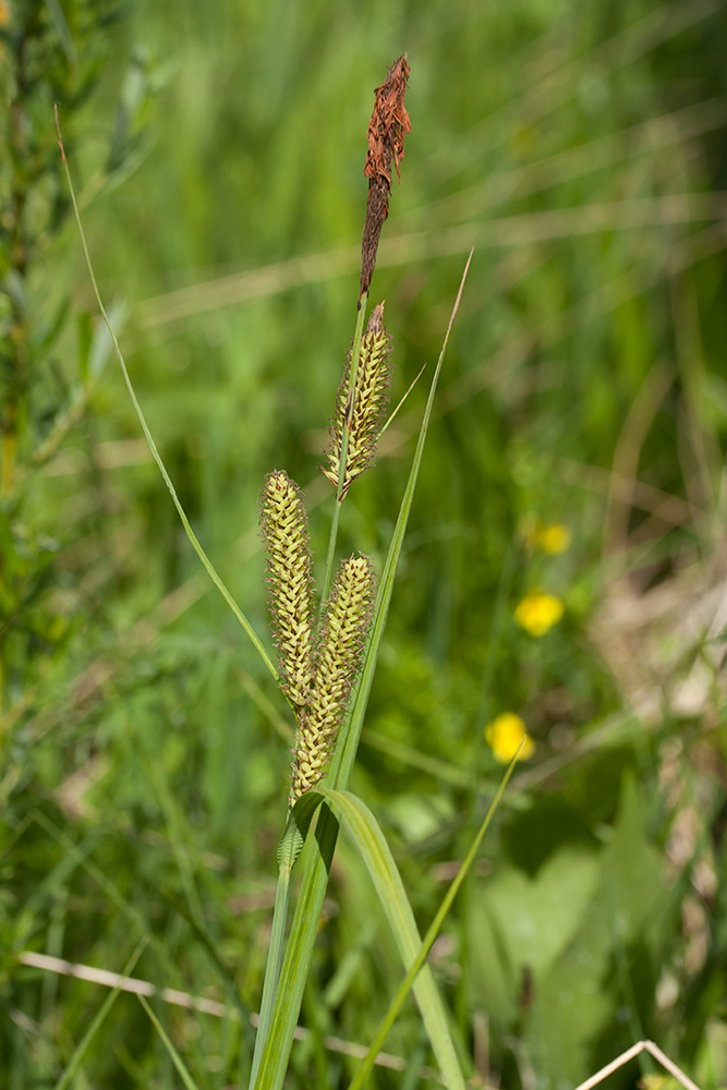 Image of Carex acutiformis specimen.