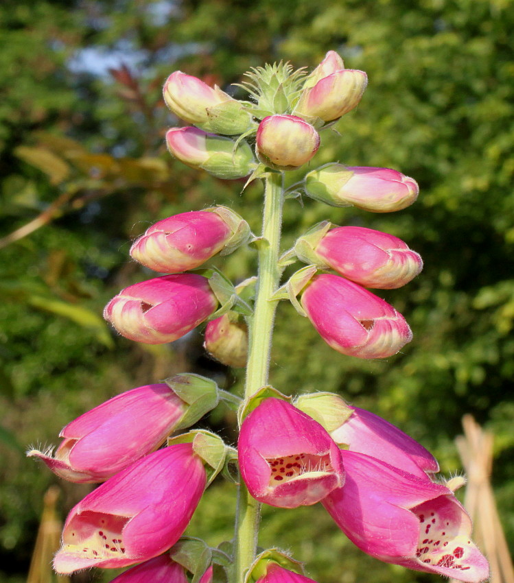 Image of Digitalis purpurea specimen.