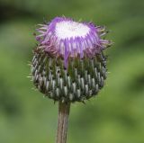 Cirsium tymphaeum