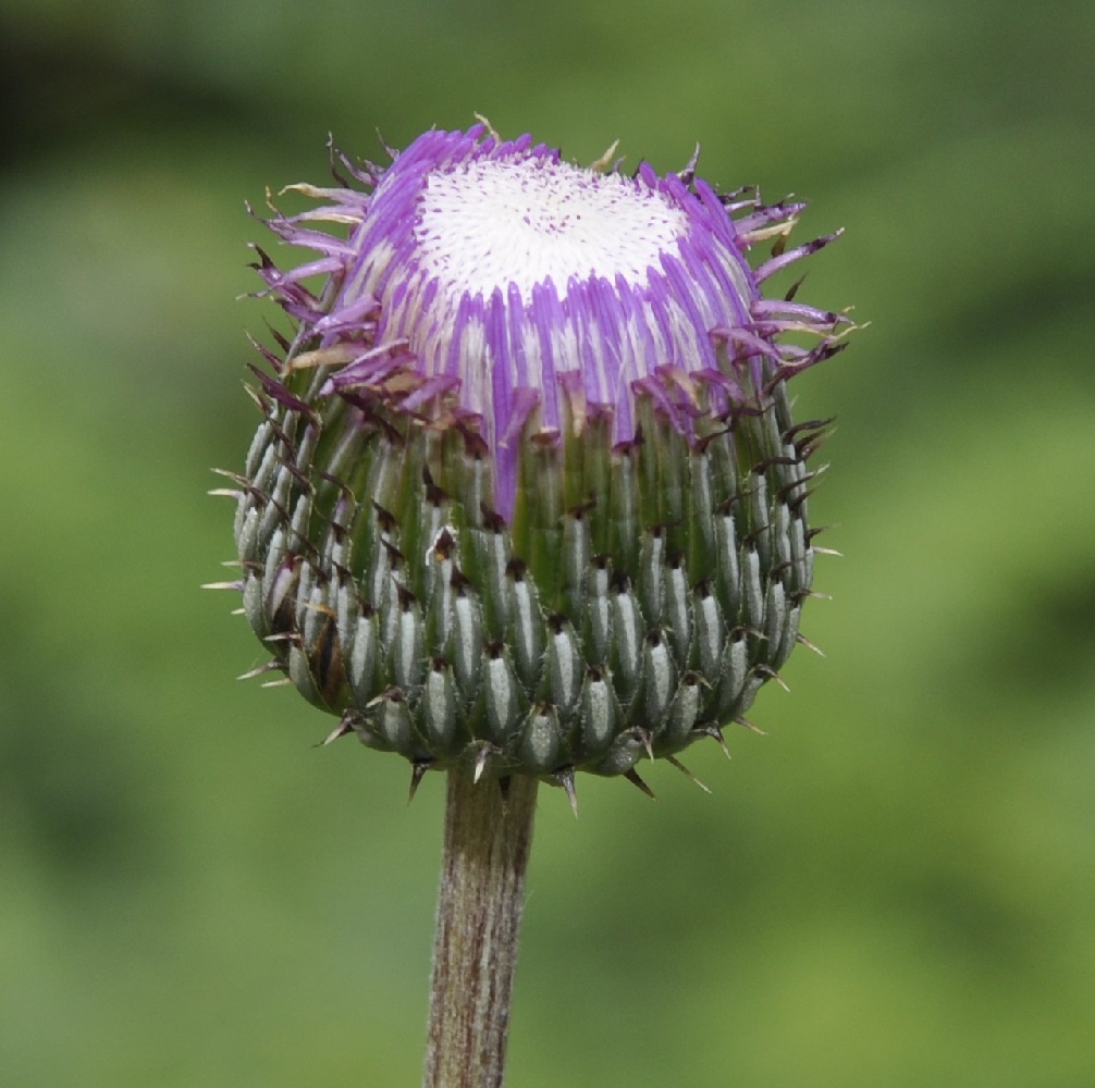 Изображение особи Cirsium tymphaeum.