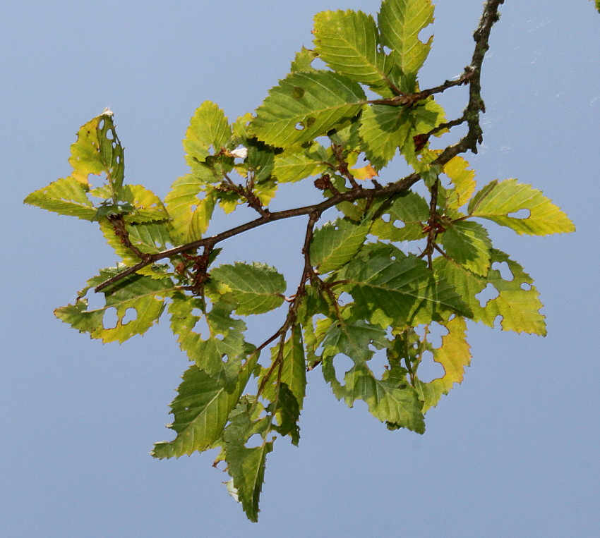 Image of Carpinus turczaninowii specimen.