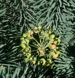 Euphorbia cyparissias